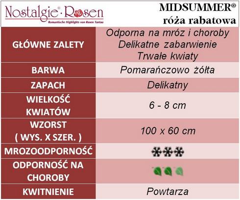 Midsummer róże rabatowe gł. zal